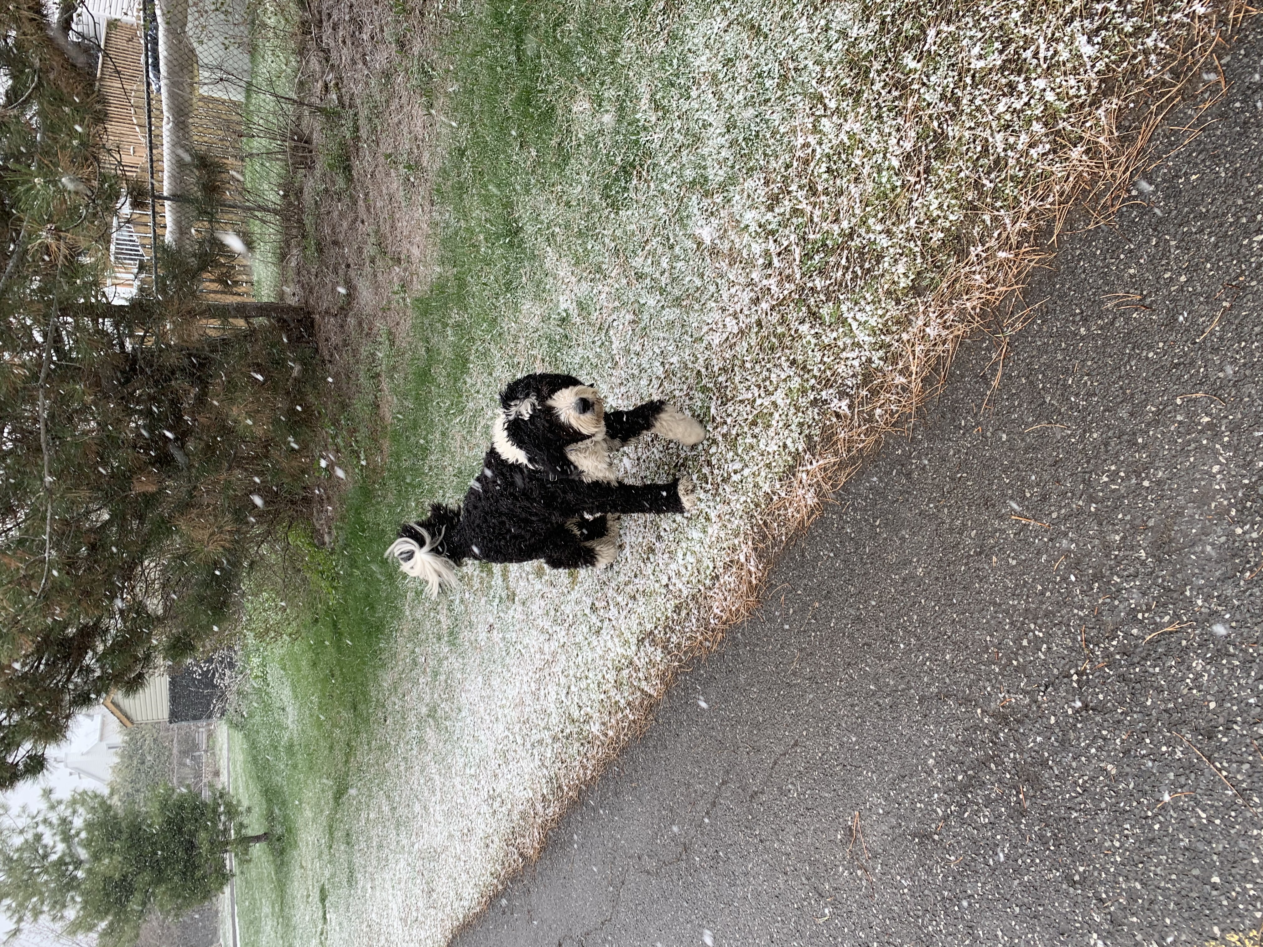 #CRGPetPics - Griffin