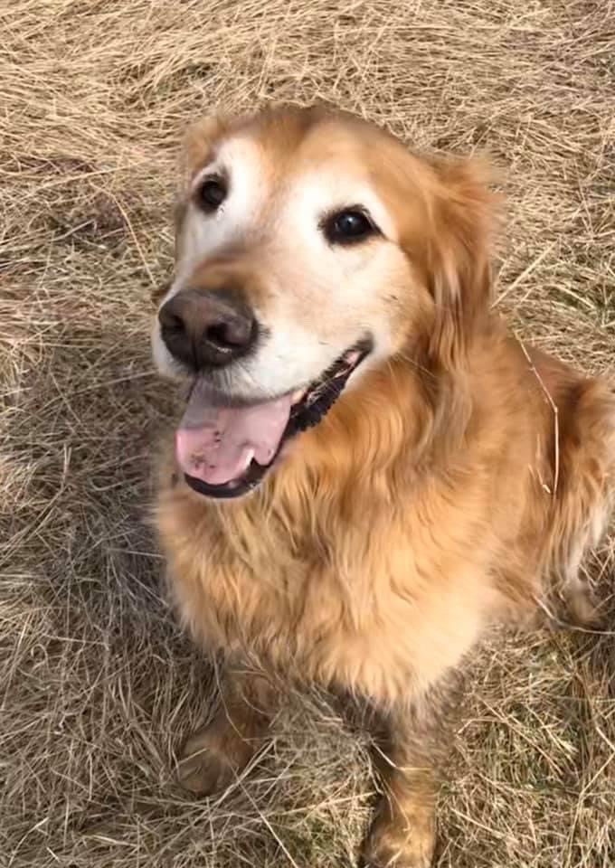 #CRGroupPets - Cooper