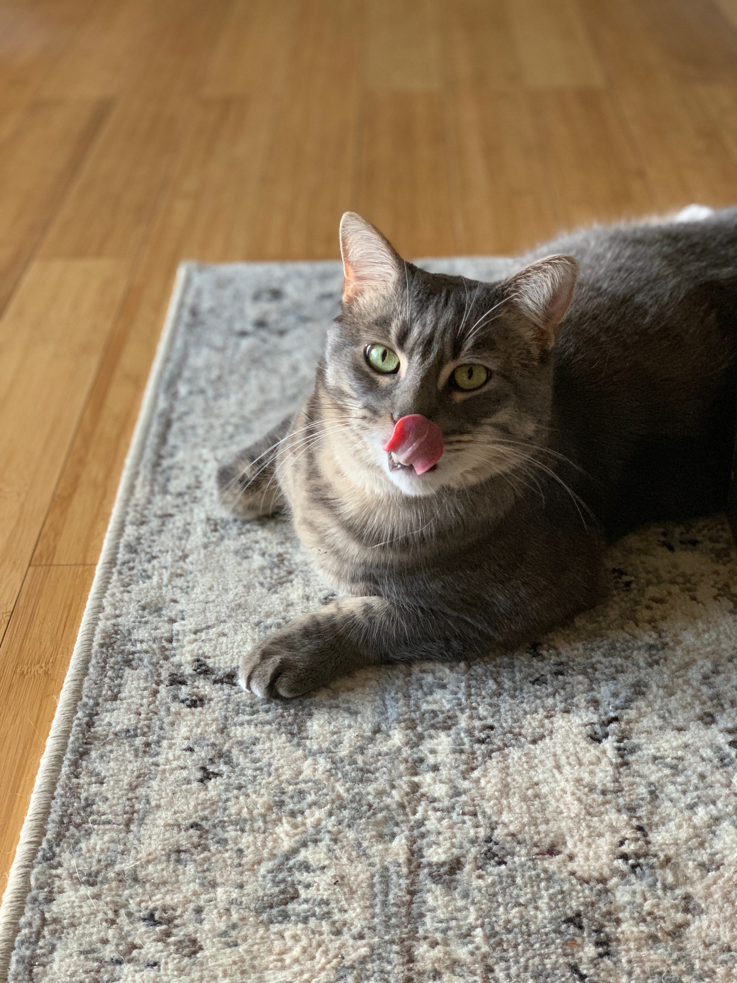 #CRGroupPetPics - Cat